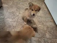 Fluffy, a female German Shepherd Dog and Great Pyrenees for sale in Rock Hill, SC – 2 of 5
