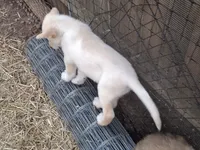 White Wolfie, a female German Shepherd Dog and Alaskan Malamute for sale in Rock Hill, SC – 5 of 5