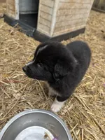 Tank, a male German Shepherd Dog and Great Pyrenees for sale in Rock Hill, SC – 3 of 4