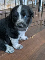 Cookie (and Cream), a male German Shepherd Dog and Great Pyrenees for sale in Rock Hill, SC – 2 of 9