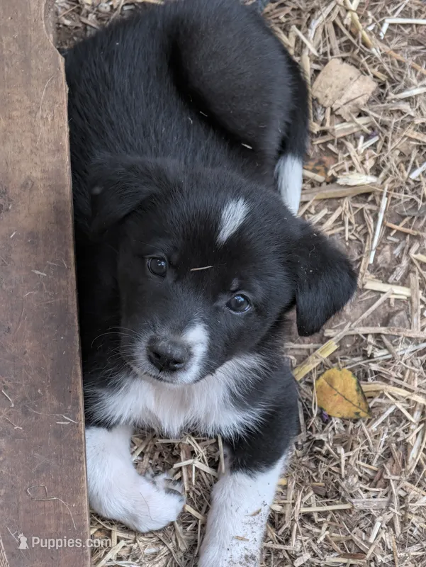 Bella – German Shepherd Dog, Great Pyrenees puppy for sale in Rock Hill, SC