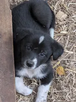 Bella, a female German Shepherd Dog and Great Pyrenees for sale in Rock Hill, SC – 1 of 9