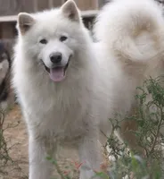 Coco, a female Alaskan Malamute and Great Pyrenees for sale in Rock Hill, SC – 8 of 9
