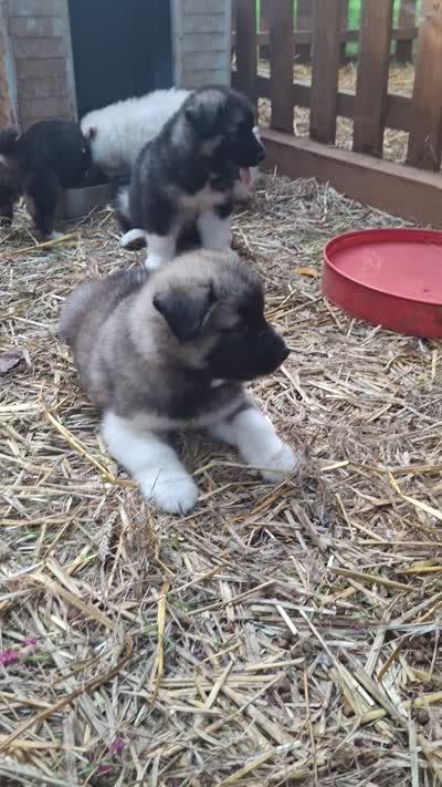 Brown Boy, a male Alaskan Malamute and Great Pyrenees for sale in Rock Hill, SC – 2 of 10