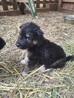 Tiny Boy (runt), a male Alaskan Malamute and Great Pyrenees for sale in Rock Hill, SC – 1 of 6