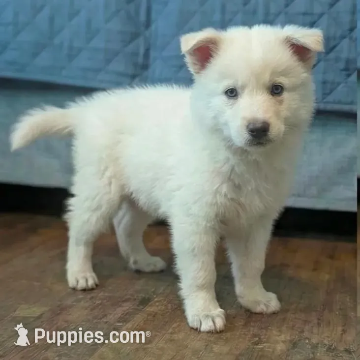 Timmy - Dire Dog v1.1