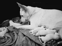 Khaleesi, a female Great Pyrenees and White Shepherd for sale in Rock Hill, SC – Photo 7 of 10