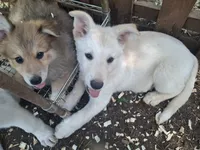 White Wolfie, a male German Shepherd Dog and Alaskan Malamute for sale in Rock Hill, SC – 7 of 7