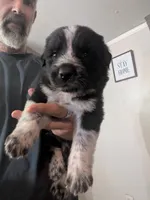 Cookie (and Cream), a male German Shepherd Dog and Great Pyrenees for sale in Rock Hill, SC – 7 of 9