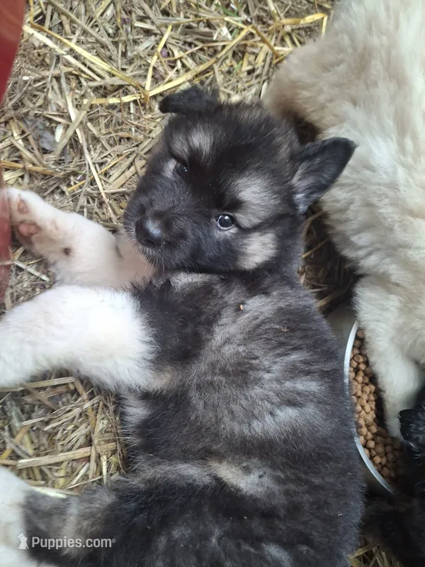 Big Boy – Alaskan Malamute, Great Pyrenees puppy for sale in Rock Hill, SC