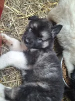 Big Boy, a male Alaskan Malamute and Great Pyrenees for sale in Rock Hill, SC – 1 of 10