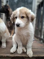 Rudolph - Shepyrenees, a male German Shepherd Dog and Great Pyrenees for sale in Rock Hill, SC – Photo 9 of 10