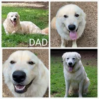 Rudolph - Shepyrenees, a male German Shepherd Dog and Great Pyrenees for sale in Rock Hill, SC – Photo 4 of 10
