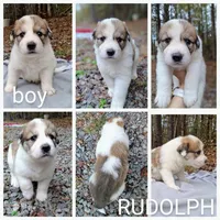 Rudolph - Shepyrenees, a male German Shepherd Dog and Great Pyrenees for sale in Rock Hill, SC – Photo 2 of 10