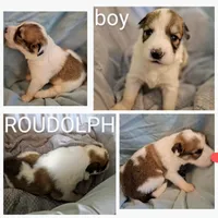 Rudolph - Shepyrenees, a male German Shepherd Dog and Great Pyrenees for sale in Rock Hill, SC – Photo 3 of 10