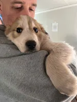 Rudolph - Shepyrenees, a male German Shepherd Dog and Great Pyrenees for sale in Rock Hill, SC – Photo 8 of 10