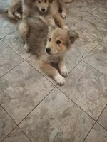 Pointy Ears, a female Alaskan Malamute and Great Pyrenees for sale in Rock Hill, SC – 2 of 8