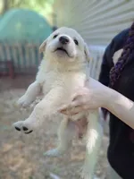 Khaleesi, a female Great Pyrenees and White Shepherd for sale in Rock Hill, SC – Photo 6 of 10
