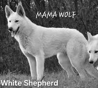 Khaleesi, a female Great Pyrenees and White Shepherd for sale in Rock Hill, SC – Photo 10 of 10