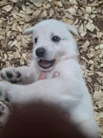 Khaleesi, a female Great Pyrenees and White Shepherd for sale in Rock Hill, SC – Photo 4 of 10