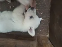 Khaleesi, a female Great Pyrenees and White Shepherd for sale in Rock Hill, SC – Photo 5 of 10