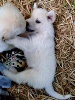Khaleesi, a female Great Pyrenees and White Shepherd for sale in Rock Hill, SC – Photo 2 of 10