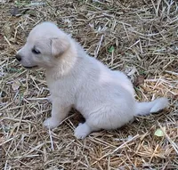 Khaleesi, a female Great Pyrenees and White Shepherd for sale in Rock Hill, SC – Photo 1 of 10
