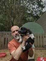 Cookie (and Cream), a male German Shepherd Dog and Great Pyrenees for sale in Rock Hill, SC – 5 of 8