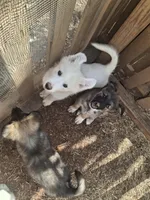 White Wolf, a male German Shepherd Dog for sale in Rock Hill, SC – Photo 5 of 9