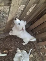 White Wolf, a male German Shepherd Dog for sale in Rock Hill, SC – Photo 6 of 9