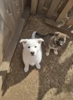 White Wolf, a male German Shepherd Dog for sale in Rock Hill, SC – Photo 3 of 9