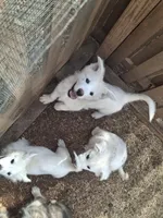 White Wolf, a male German Shepherd Dog for sale in Rock Hill, SC – Photo 7 of 9