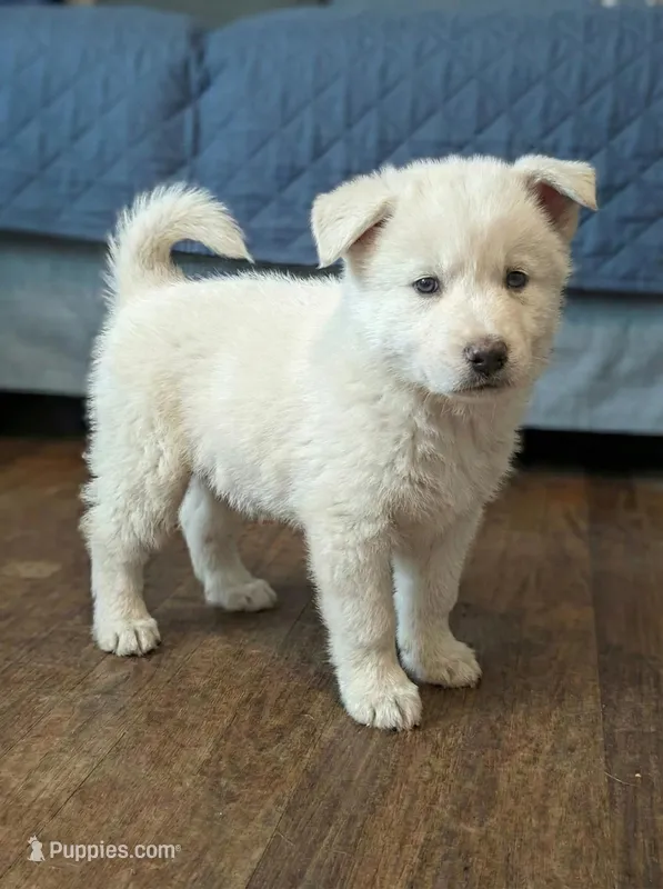 White Wolf – German Shepherd Dog puppy for sale in Rock Hill, SC