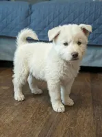 White Wolf, a male German Shepherd Dog for sale in Rock Hill, SC – Photo 1 of 9