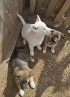 White Wolf, a male German Shepherd Dog for sale in Rock Hill, SC – Photo 4 of 9