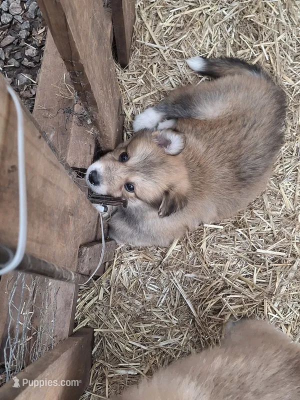 Nala – German Shepherd Dog, Great Pyrenees puppy for sale in Rock Hill, SC