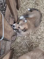 Nala, a female German Shepherd Dog and Great Pyrenees for sale in Rock Hill, SC – 1 of 3