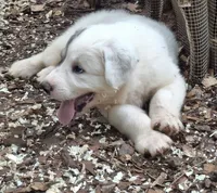 Patch - Shepyrenees, a male German Shepherd Dog and Great Pyrenees for sale in Rock Hill, SC – Photo 6 of 10