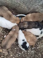 Patch - Shepyrenees, a male German Shepherd Dog and Great Pyrenees for sale in Rock Hill, SC – Photo 8 of 10