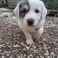 Patch - Shepyrenees, a male German Shepherd Dog and Great Pyrenees for sale in Rock Hill, SC – Photo 4 of 10