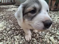 Patch - Shepyrenees, a male German Shepherd Dog and Great Pyrenees for sale in Rock Hill, SC – Photo 5 of 10