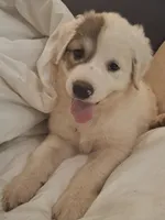 Patch - Shepyrenees, a male German Shepherd Dog and Great Pyrenees for sale in Rock Hill, SC – Photo 2 of 10