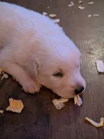 Snowball , a male German Shepherd Dog and Great Pyrenees for sale in Rock Hill, SC – 5 of 5