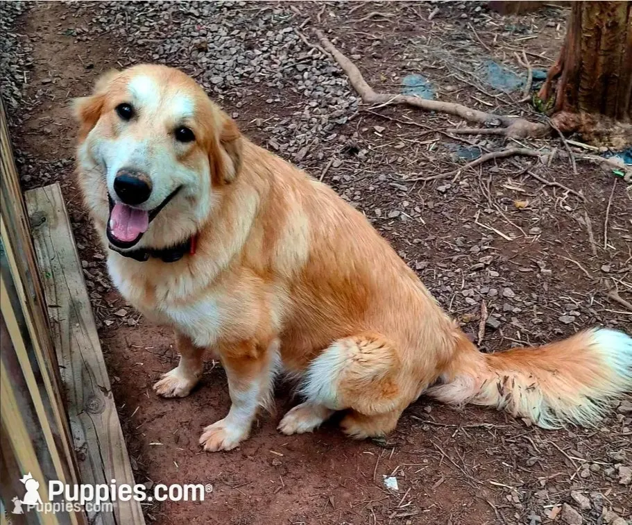 Zoomer, a female German Shepherd Dog and Alaskan Malamute for sale in Rock Hill, SC – 9 of 9