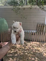 White Boy, a male Alaskan Malamute and Great Pyrenees for sale in Rock Hill, SC – 3 of 10
