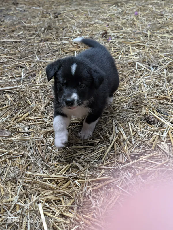 Bella – German Shepherd Dog, Great Pyrenees puppy for sale in Rock Hill, SC