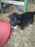 Tiny Boy (runt), a male Alaskan Malamute and Great Pyrenees for sale in Rock Hill, SC – 2 of 6