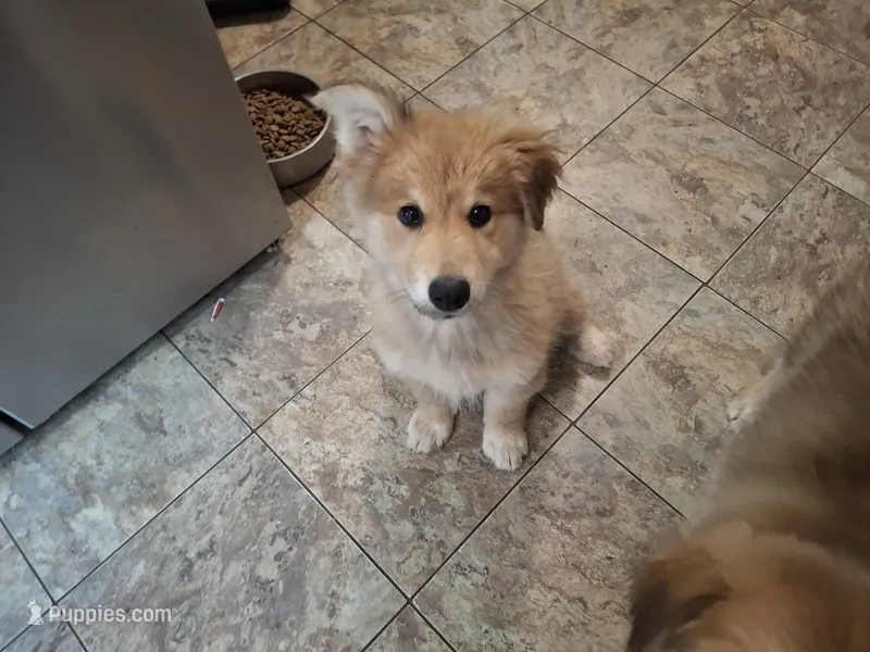Fluffy – German Shepherd Dog, Great Pyrenees puppy for sale in Rock Hill, SC
