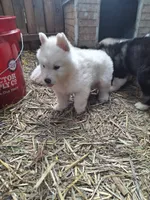 White Boy, a male Alaskan Malamute and Great Pyrenees for sale in Rock Hill, SC – 2 of 10