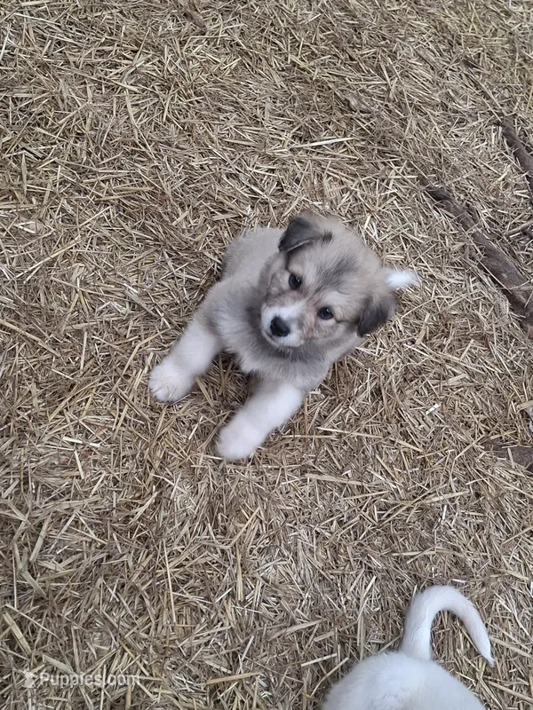 Coco – Alaskan Malamute, Great Pyrenees puppy for sale in Rock Hill, SC